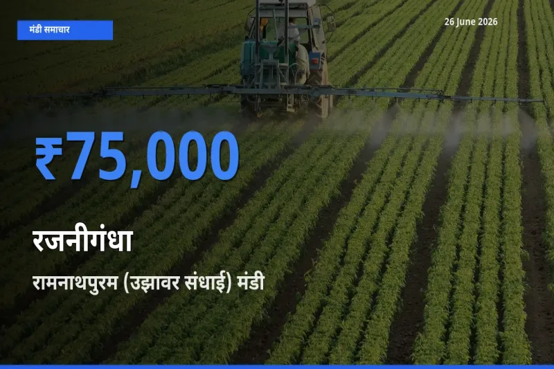 आज रजनीगंधा के सबसे ऊँचे दाम ₹75,000 रामनाथपुरम (उझावर संधाई) मंडी में