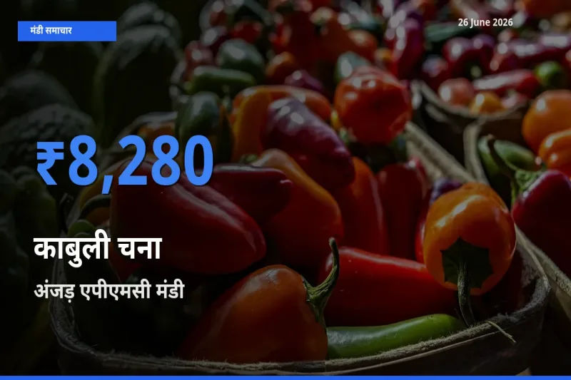 आज का मंडी भाव: काबुली चना के सबसे ज़्यादा दाम अंजड़ एपीएमसी में