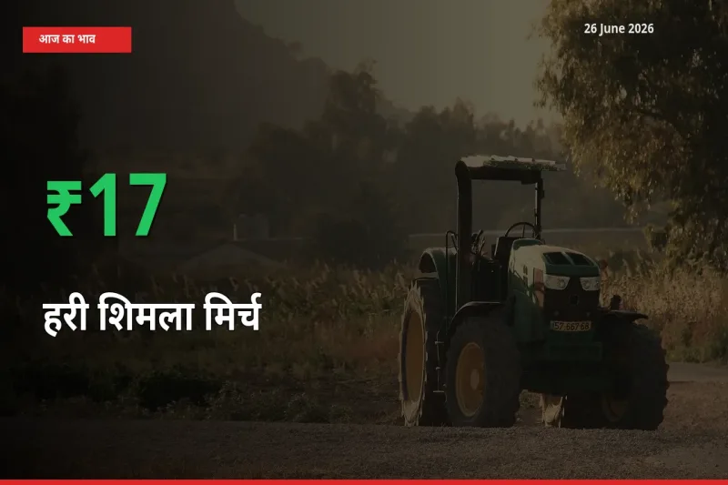 अचानक तेजी! मंडी में हरी शिमला मिर्च के दाम 16.8% चढ़े