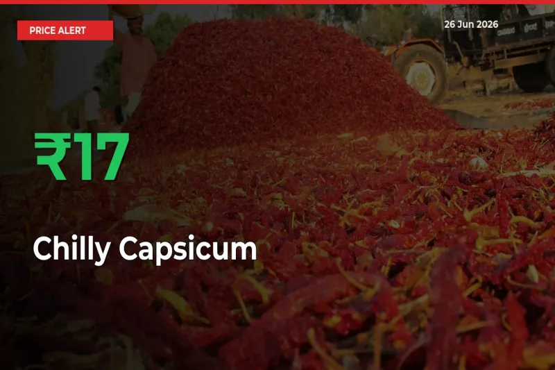 Chilly Capsicum Rises 16.8% at Mandis