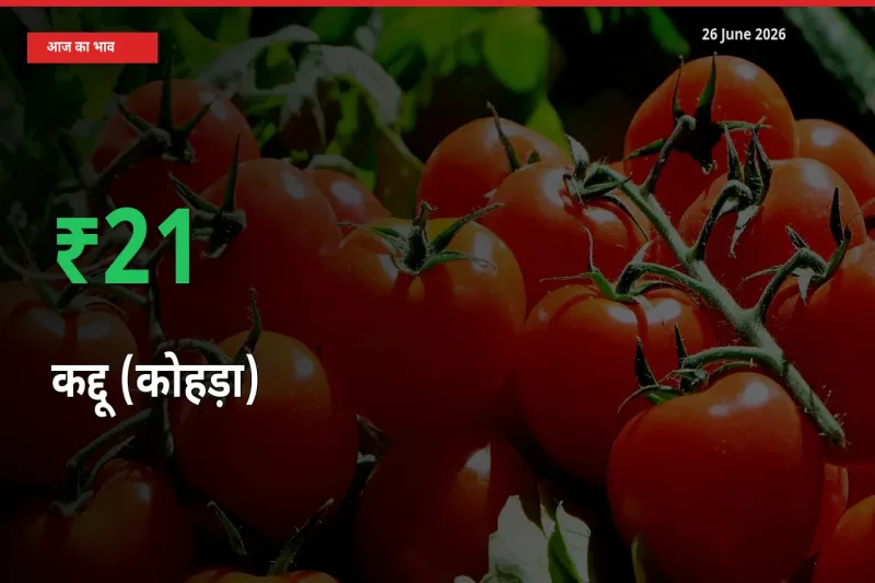 आज का मंडी भाव: कद्दू (कोहड़ा) के दाम मंडी में 21% ऊपर