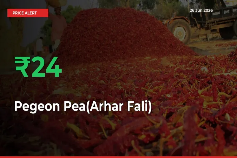 23.6% Spike in Pegeon Pea(Arhar Fali) Prices – Mandi Sees Sudden Rally