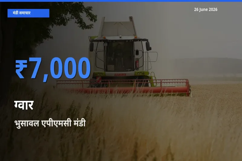भुसावल एपीएमसी मंडी में आज ग्वार के सबसे ऊँचे दाम दर्ज