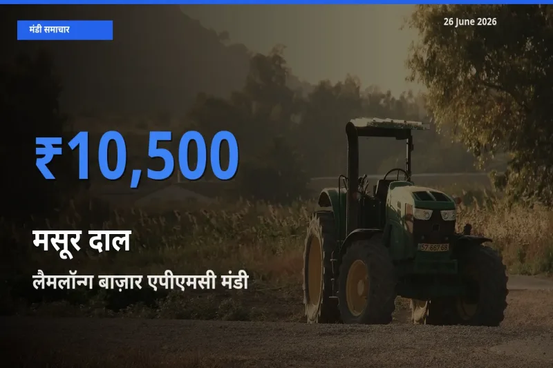 टॉप मंडी बना लैमलॉन्ग बाज़ार एपीएमसी! मसूर दाल के सबसे ऊँचे दाम यहीं दर्ज