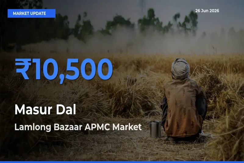 Lamlong Bazaar APMC Offers ₹10,500 – Highest Masur Dal Rate Today