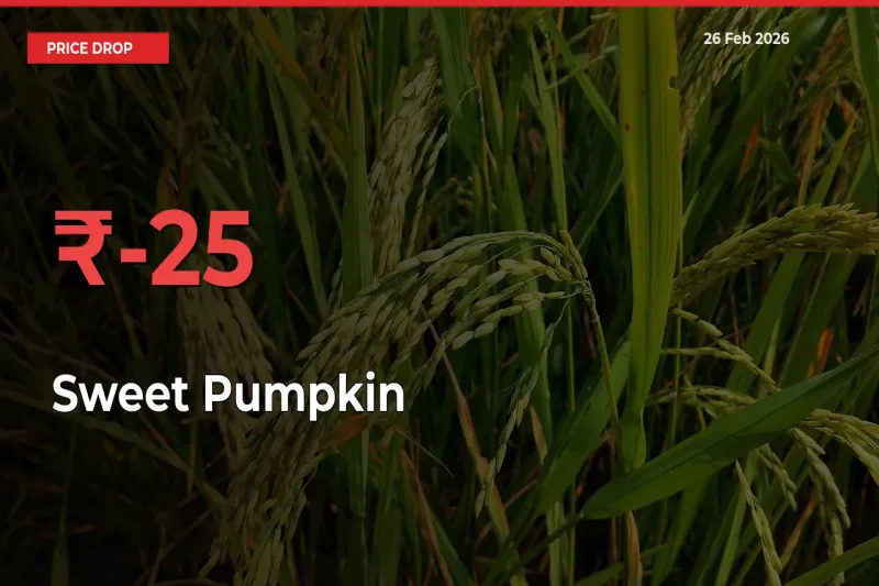 This Mandi Records 25.06% Fall in Sweet Pumpkin Prices