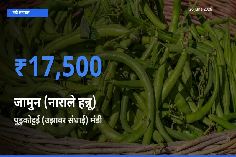 26 June अपडेट: जामुन (नाराले हन्नू) के सबसे ऊँचे दाम पुडुकोट्टई (उझावर संधाई) मंडी में