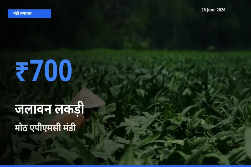 26 June अपडेट: जलावन लकड़ी के सबसे ऊँचे दाम मोठ एपीएमसी मंडी में
