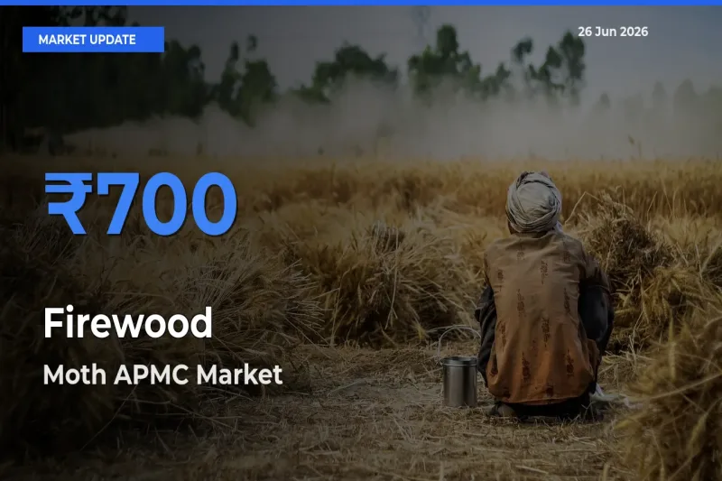 Market Watch: Moth APMC Becomes Top Mandi for Firewood