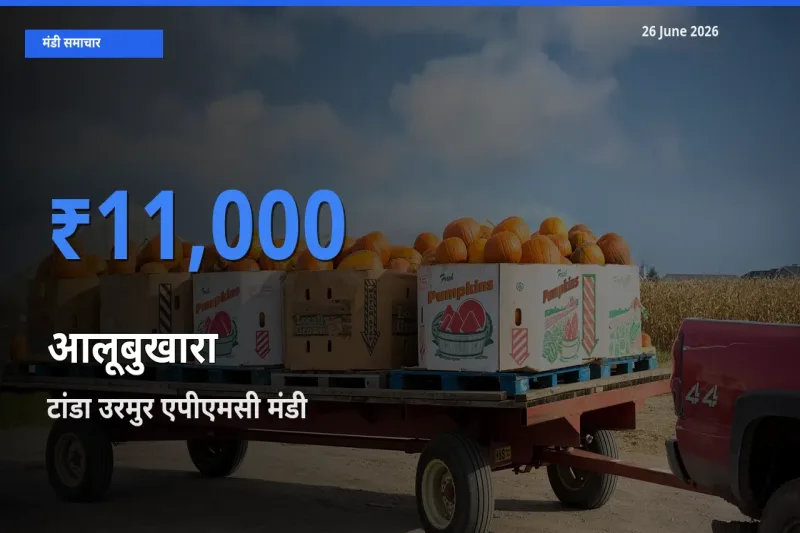 किसानों की पसंद बना टांडा उरमुर एपीएमसी, आलूबुखारा के सबसे अच्छे दाम