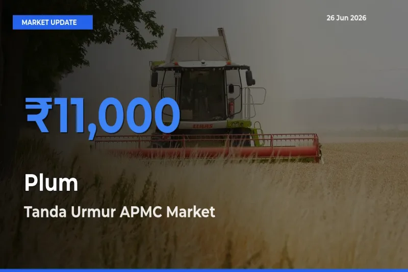 Tanda Urmur APMC Records Highest ₹11,000 Rate for Plum