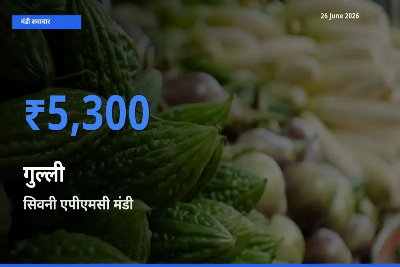 आज का मंडी भाव: गुल्ली के सबसे ज़्यादा दाम सिवनी एपीएमसी में