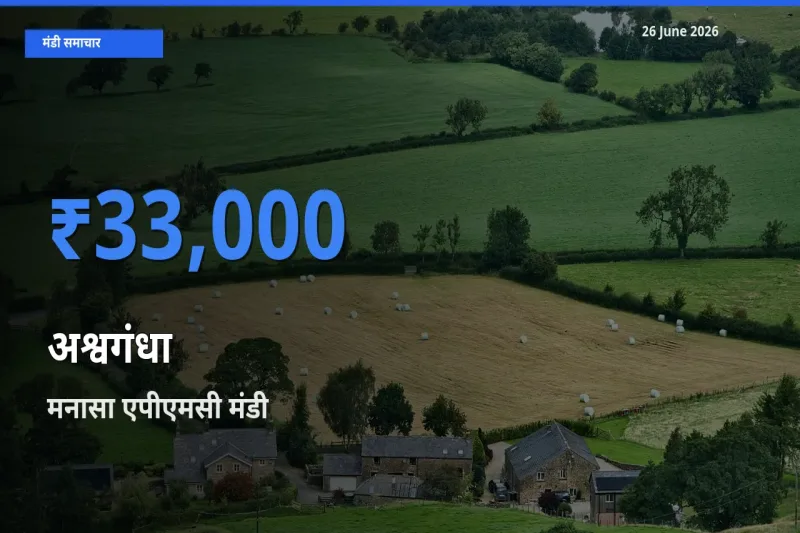 मनासा एपीएमसी मंडी में आज अश्वगंधा के सबसे ऊँचे दाम दर्ज