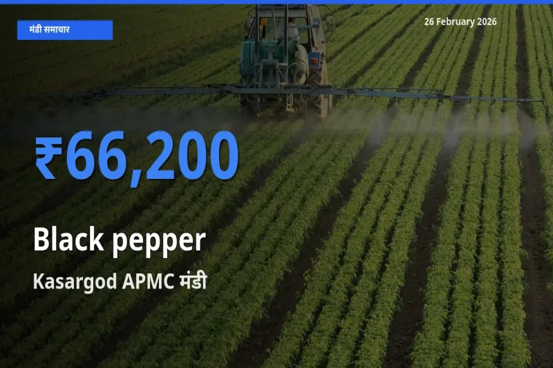 बाज़ार संकेत: Kasargod APMC बना Black pepper के लिए आज की टॉप मंडी