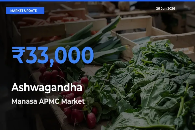 Manasa APMC Records Highest ₹33,000 Rate for Ashwagandha