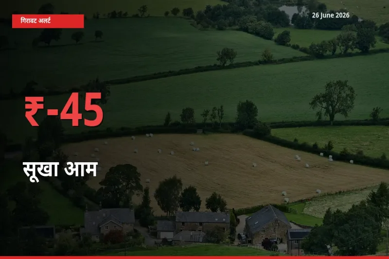 सूखा आम के दाम प्रमुख मंडी में 45.11% गिरे, 24 घंटे में बड़ा बदलाव
