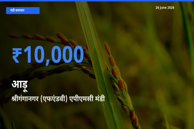 आज का मंडी भाव: आड़ू के सबसे ज़्यादा दाम श्रीगंगानगर (एफएंडवी) एपीएमसी में