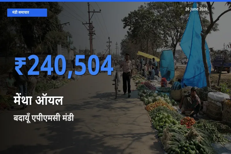 टॉप मंडी बना बदायूँ एपीएमसी! मेंथा ऑयल के सबसे ऊँचे दाम यहीं दर्ज