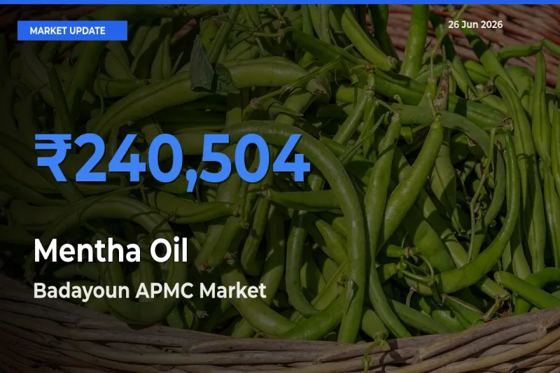 Badayoun APMC Emerges as Top Mandi for Mentha Oil Prices Today