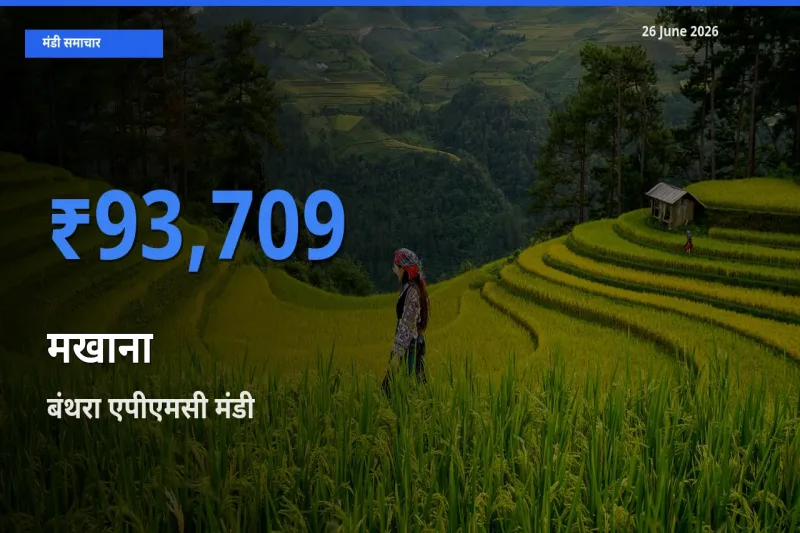26 June अपडेट: मखाना के सबसे ऊँचे दाम बंथरा एपीएमसी मंडी में