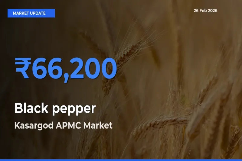 Farmers Prefer Kasargod APMC as Black pepper Hits Highest Rate