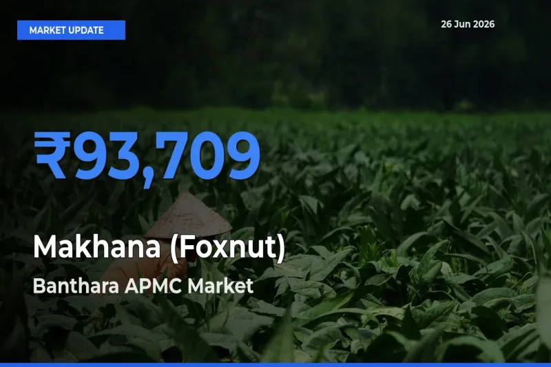 Banthara APMC Emerges as Top Mandi for Makhana (Foxnut) Prices Today