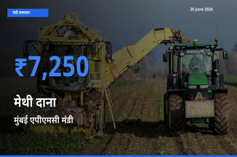 टॉप मंडी बना मुंबई एपीएमसी! मेथी दाना के सबसे ऊँचे दाम यहीं दर्ज