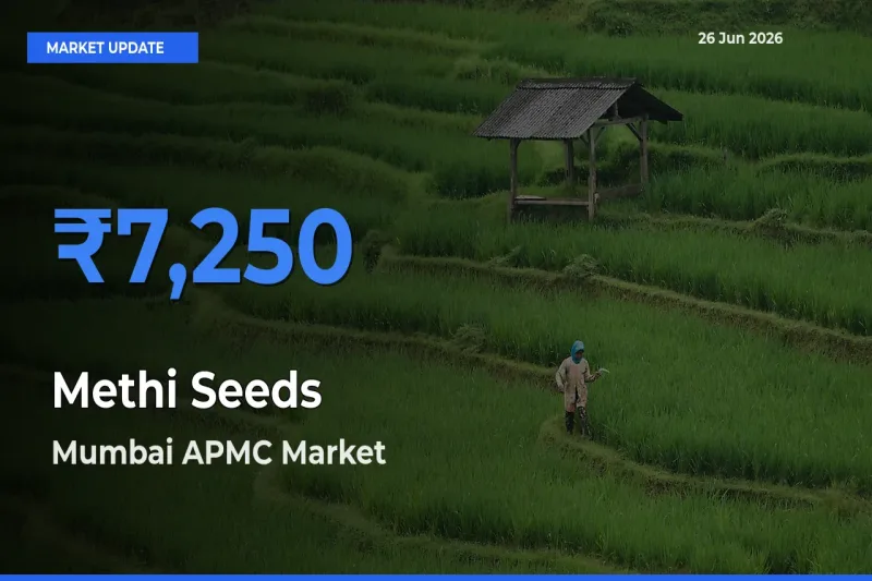 Top Performer! Mumbai APMC Offers Best Methi Seeds Price Today