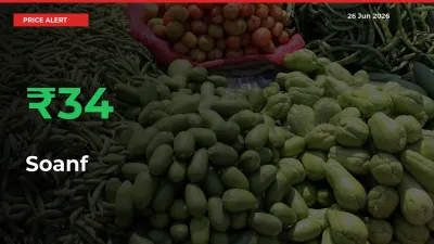 Soanf Prices Rise 33.82% in a Day at Major Mandis