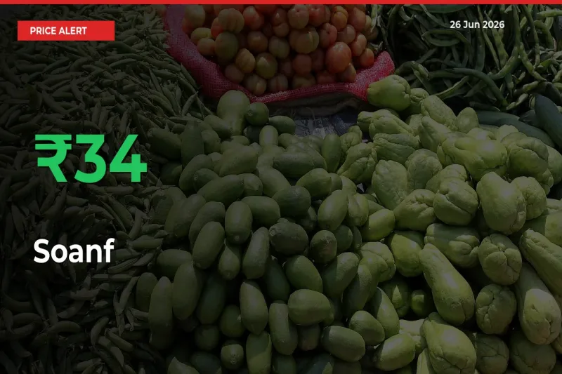 Soanf Prices Rise 33.82% in a Day at Major Mandis