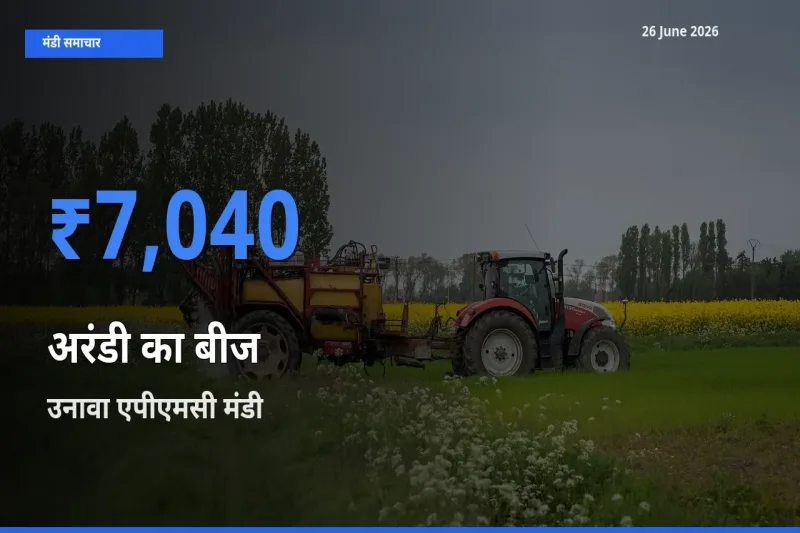टॉप मंडी बना उनावा एपीएमसी! अरंडी का बीज के सबसे ऊँचे दाम यहीं दर्ज