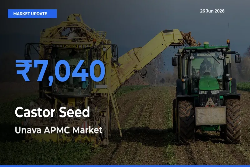 Unava APMC Offers ₹7,040 – Highest Castor Seed Rate Today