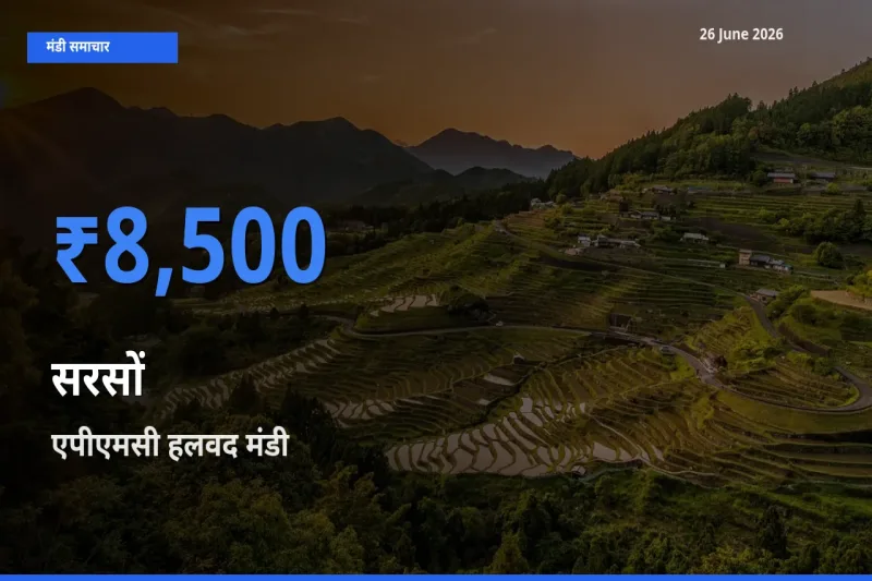26 June अपडेट: सरसों के सबसे ऊँचे दाम एपीएमसी हलवद मंडी में