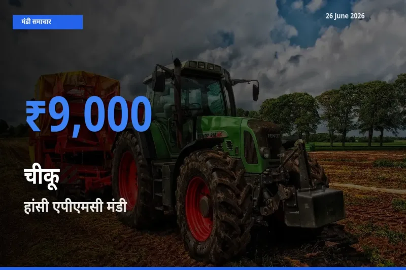 आज चीकू के सबसे ऊँचे दाम ₹9,000 हांसी एपीएमसी मंडी में