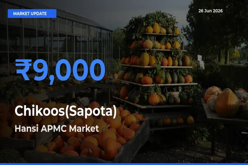 Hansi APMC Leads as Top Mandi for Chikoos(Sapota) Prices