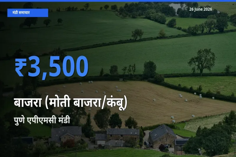 पुणे एपीएमसी में बाजरा (मोती बाजरा/कंबू) का आज सबसे ऊँचा भाव
