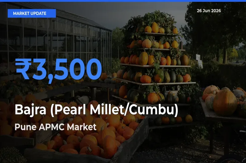 Pune APMC Tops Bajra (Pearl Millet/Cumbu) Mandi Rates Today