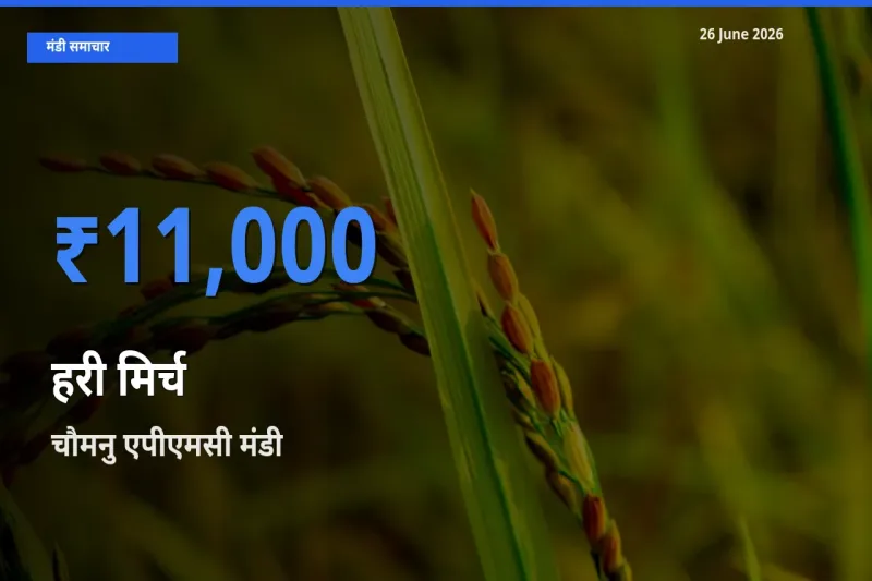 चौमनु एपीएमसी मंडी में हरी मिर्च ₹11,000 पर पहुँचा – आज का सर्वोच्च भाव