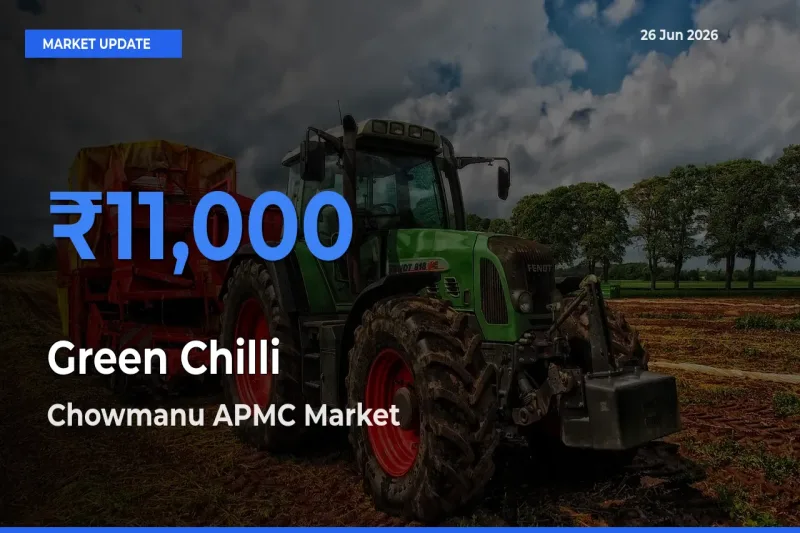 Chowmanu APMC Tops Green Chilli Rates – June 26 Market Update