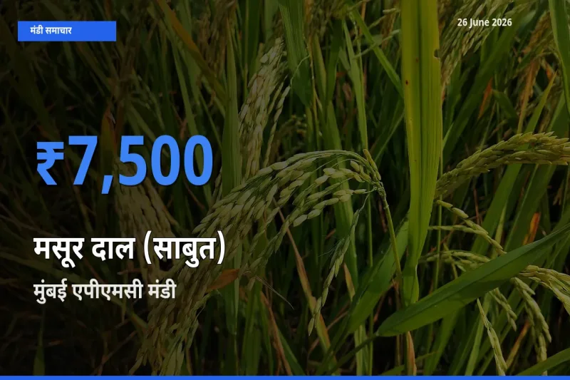 आज मसूर दाल (साबुत) के सबसे ज़्यादा दाम मुंबई एपीएमसी मंडी में दर्ज