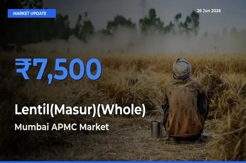Mumbai APMC Records Highest ₹7,500 Rate for Lentil(Masur)(Whole)