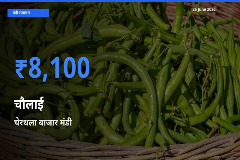 बाज़ार संकेत: चेरथला बाजार बना चौलाई के लिए आज की टॉप मंडी