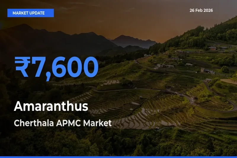 Cherthala APMC Tops Amaranthus Mandi Rates Today