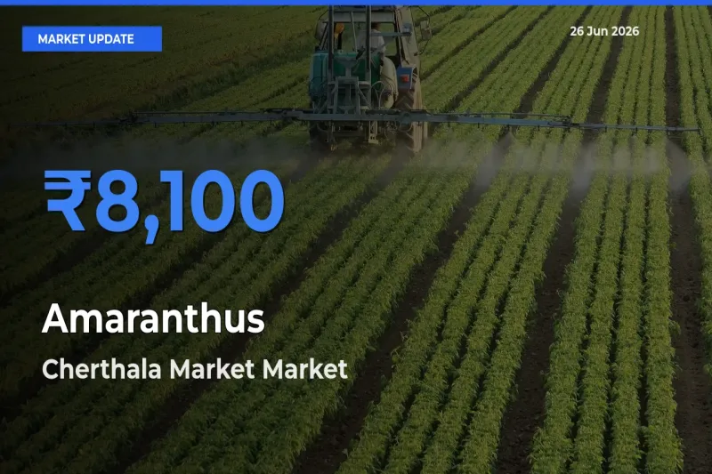 Cherthala Market Offers ₹8,100 – Highest Amaranthus Rate Today