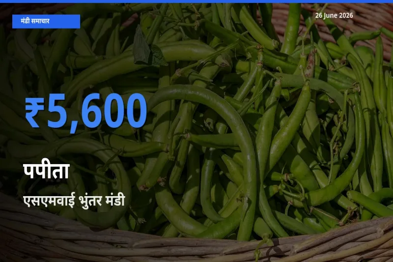 टॉप मंडी बना एसएमवाई भुंतर! पपीता के सबसे ऊँचे दाम यहीं दर्ज
