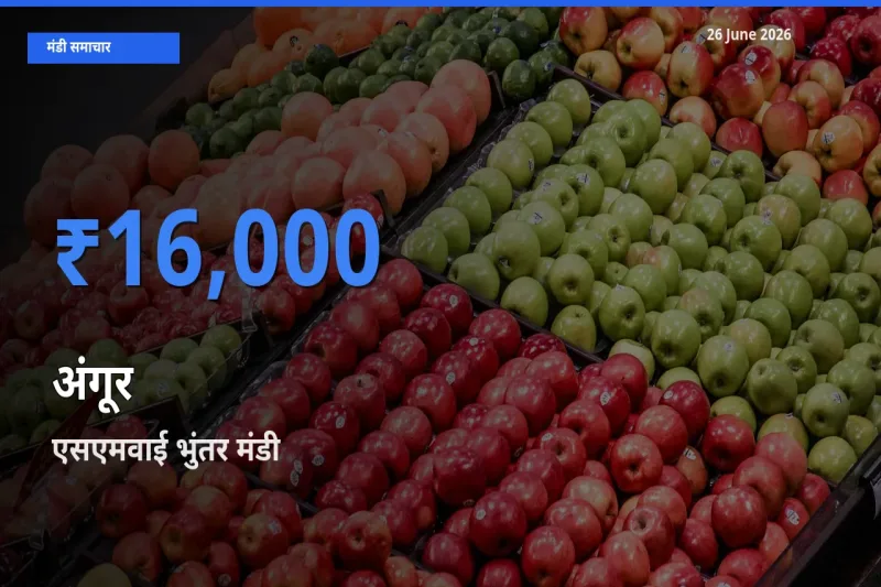 टॉप मंडी बना एसएमवाई भुंतर! अंगूर के सबसे ऊँचे दाम यहीं दर्ज