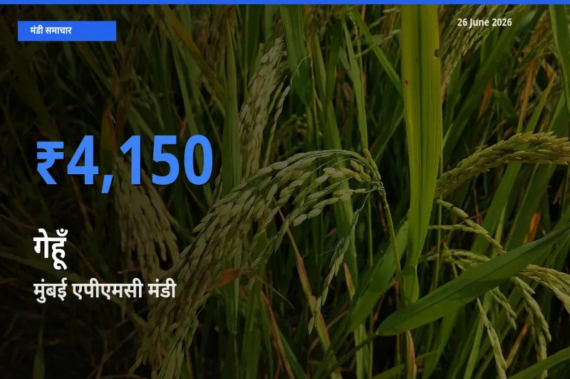 टॉप मंडी बना मुंबई एपीएमसी! गेहूँ के सबसे ऊँचे दाम यहीं दर्ज