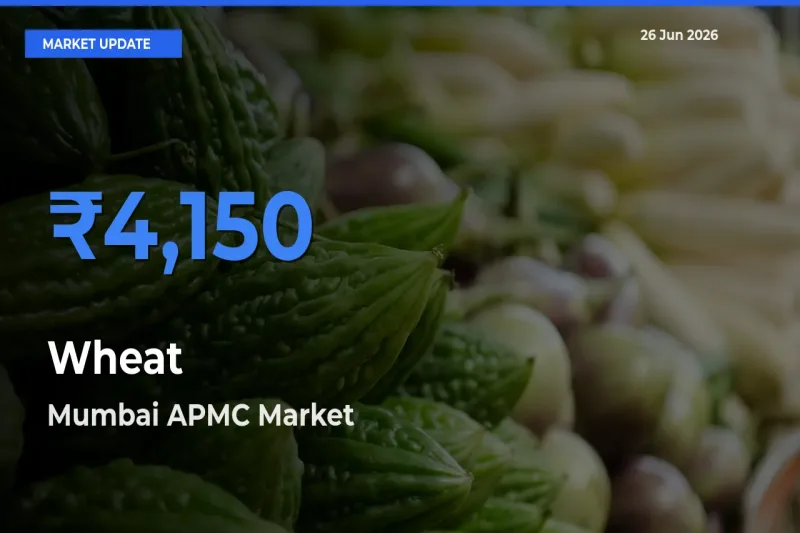 Mumbai APMC Leads as Top Mandi for Wheat Prices