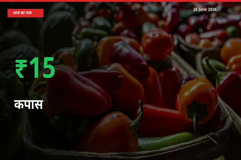 कपास 15.37% उछला, मंडी