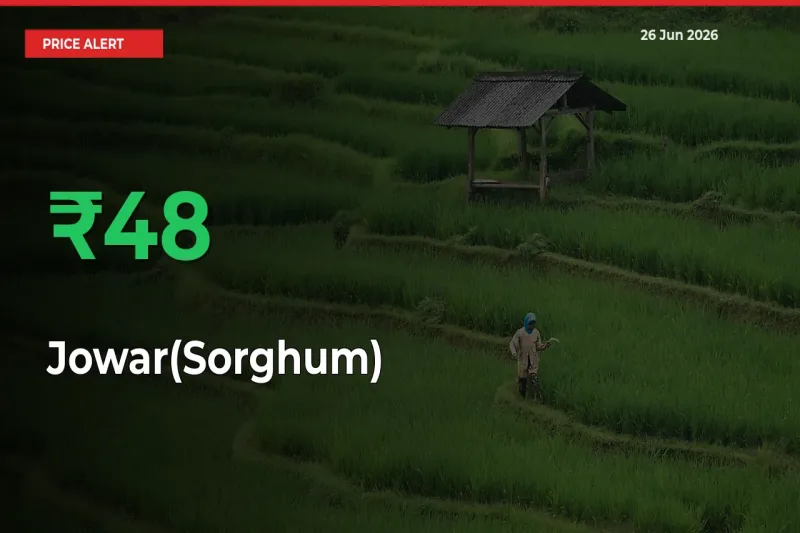 Sudden 47.51% Rally in Jowar(Sorghum) Prices Across Mandis
